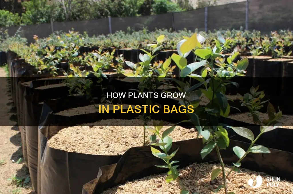 can a plant grow in a plastic bag
