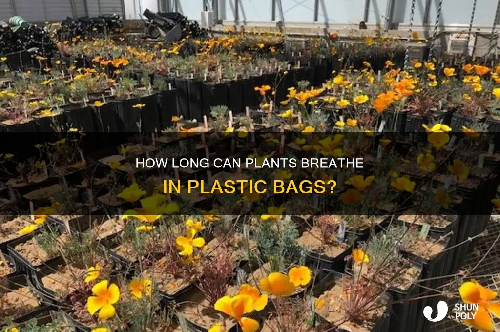 can a plant survive in a plastic bag