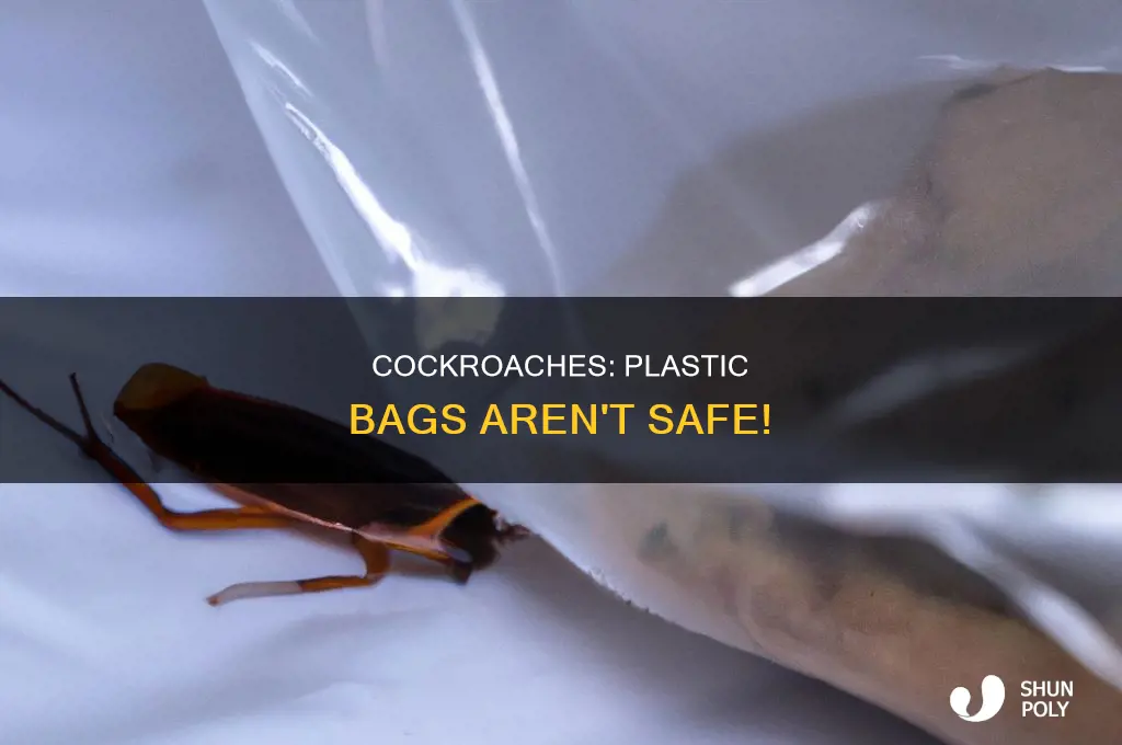can american cockroaches get into plastic bags
