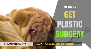 Can Animals Undergo Plastic Surgery? Exploring the Surprising Truth