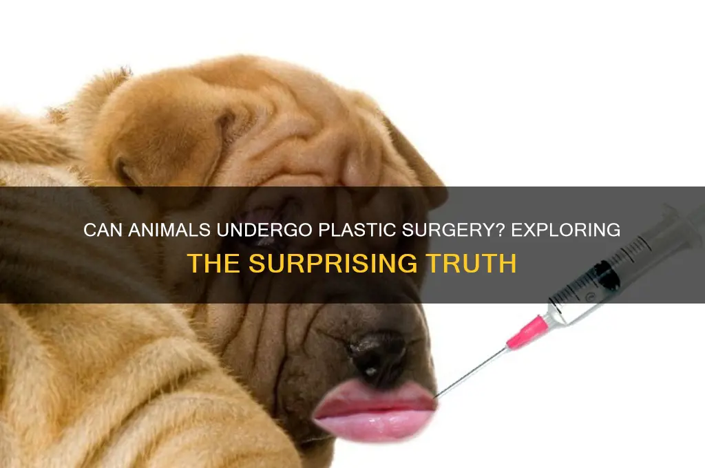 can animals get plastic surgery