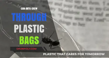 Ants and Plastic Bags: What's the Deal?