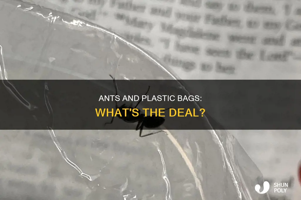 can ants chew through plastic bags