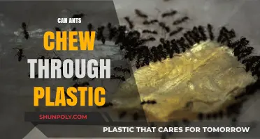 Ants' Surprising Ability: Can They Really Chew Through Plastic?