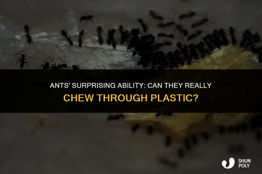 can ants chew through plastic