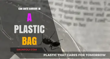 How Long Can Ants Survive in Plastic Bags?