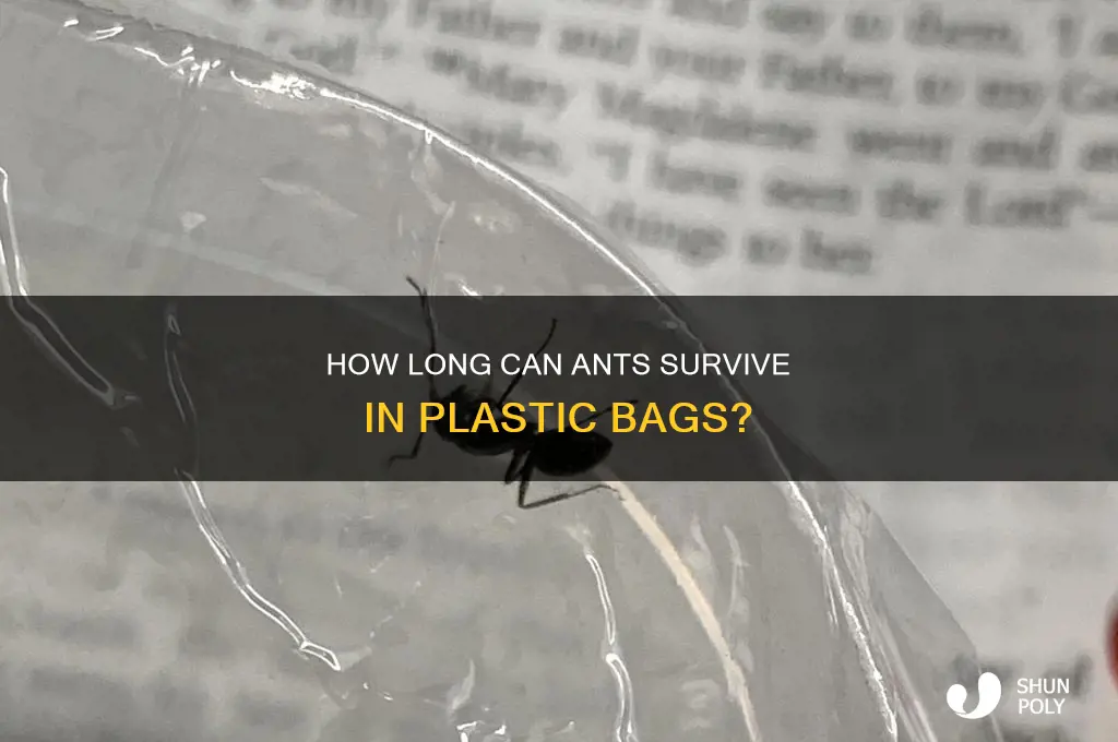 can ants survive in a plastic bag