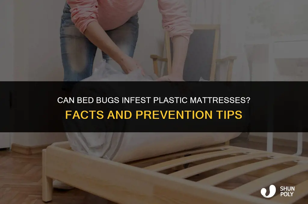 can bed bugs live on a plastic mattress