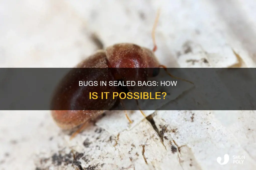 can bugs in food in plastic bags