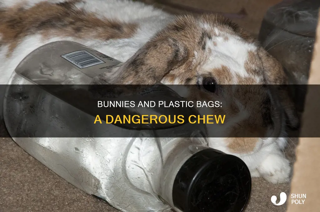 can bunnies chew plastic bags