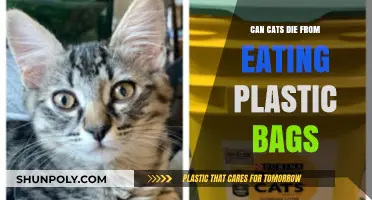 Plastic Bag Dangers: Can Cats Ingest Them Safely?