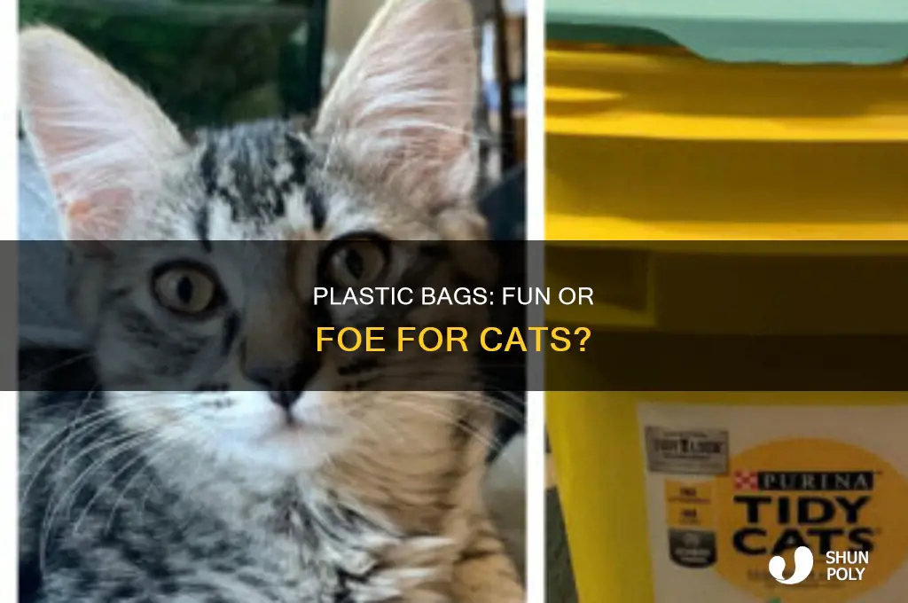 can cats play with plastic bags