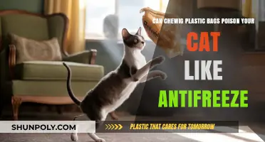 Chewing Plastic Bags: A Cat Poisoning Risk?