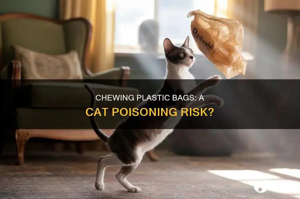 can chewig plastic bags poison your cat like antifreeze
