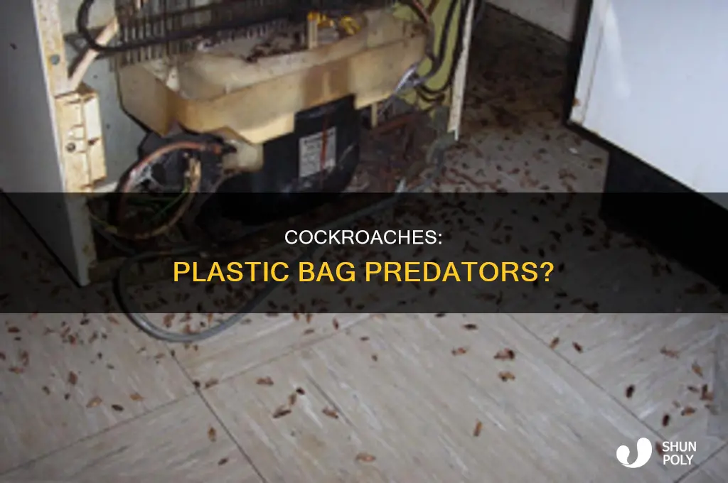 can cockroaches bite through plastic bags