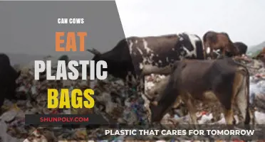Cows and Plastic Bags: A Dangerous Mix
