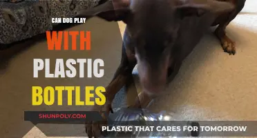 Can Dogs Safely Play with Plastic Bottles? Tips and Risks