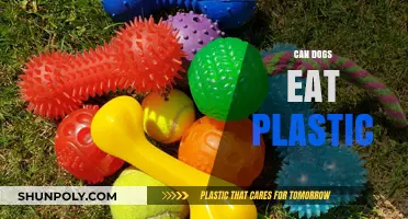The Truth About Dogs and Plastic: What's Safe, What's Not