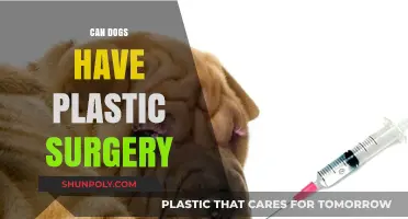 Can Dogs Undergo Plastic Surgery? Exploring Pet Cosmetic Procedures