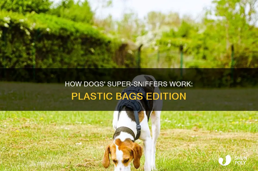 can dogs smell through plastic bags