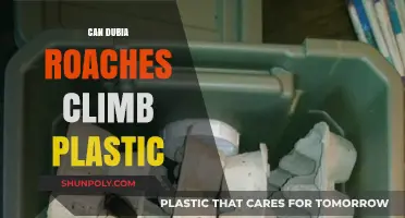 Exploring the Climbing Abilities of Dubai Roaches on Plastic Surfaces