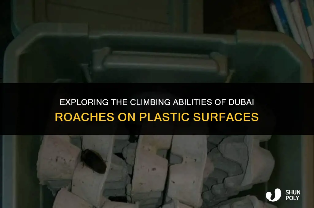 can dubia roaches climb plastic