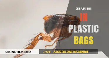 Fleas and Plastic Bags: A Safe Haven?