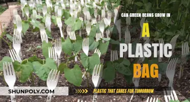 Growing Green Beans: Plastic Bag Method