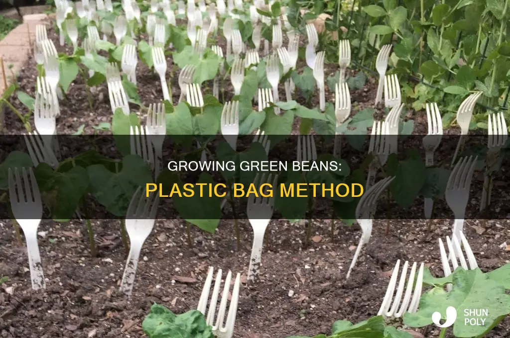 can green beans grow in a plastic bag