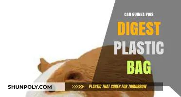 Are Plastic Bags Safe for Guinea Pigs?