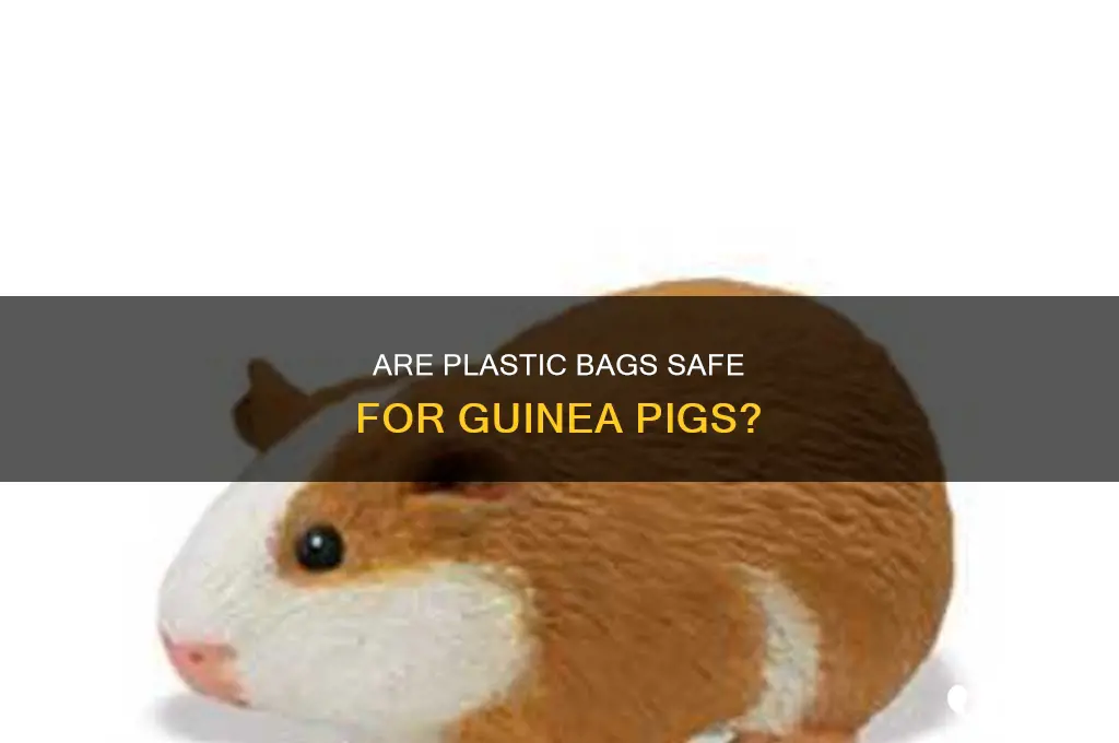can guinea pigs digest plastic bag