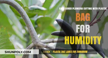 How to Propagate Plumeria: Plastic Bag for Humidity?