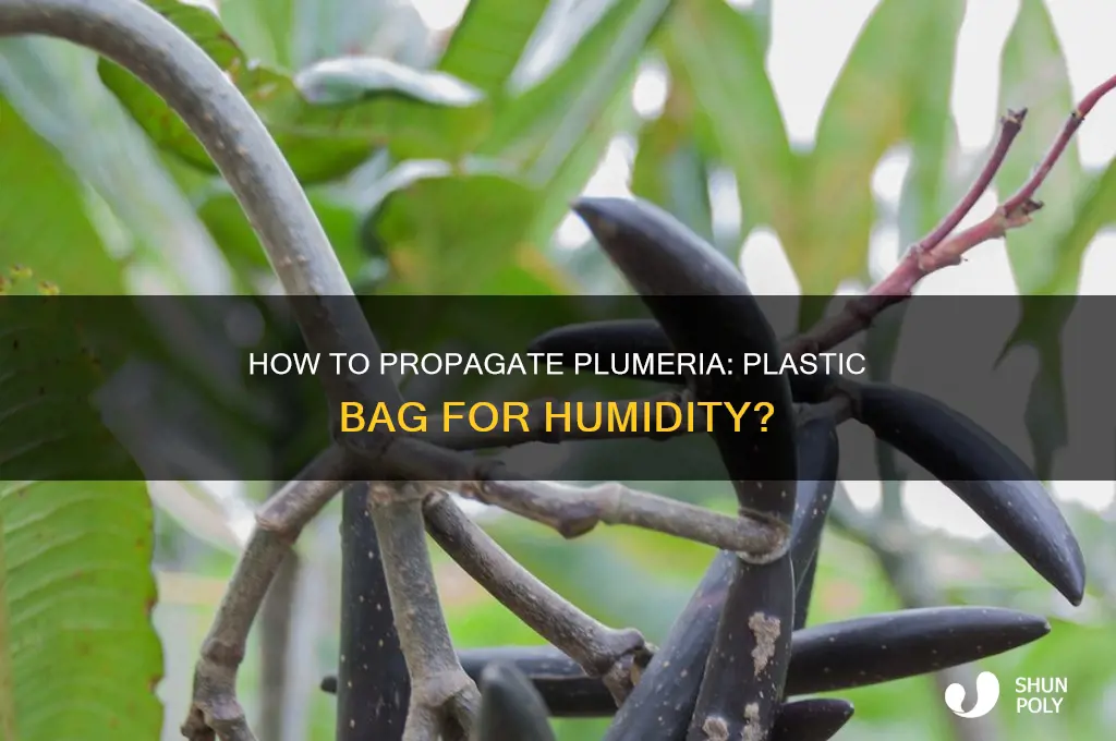 can i cover plumeria cutting with plastic bag for humidity