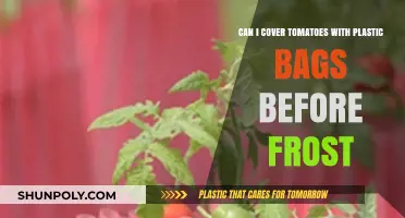 Protecting Tomatoes: Plastic Bag Method Before Frost