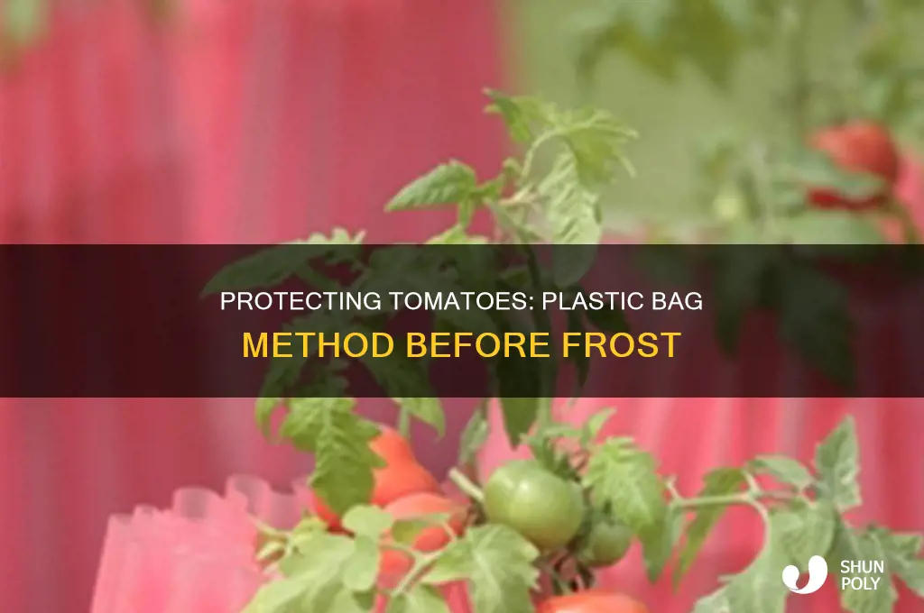can i cover tomatoes with plastic bags before frost