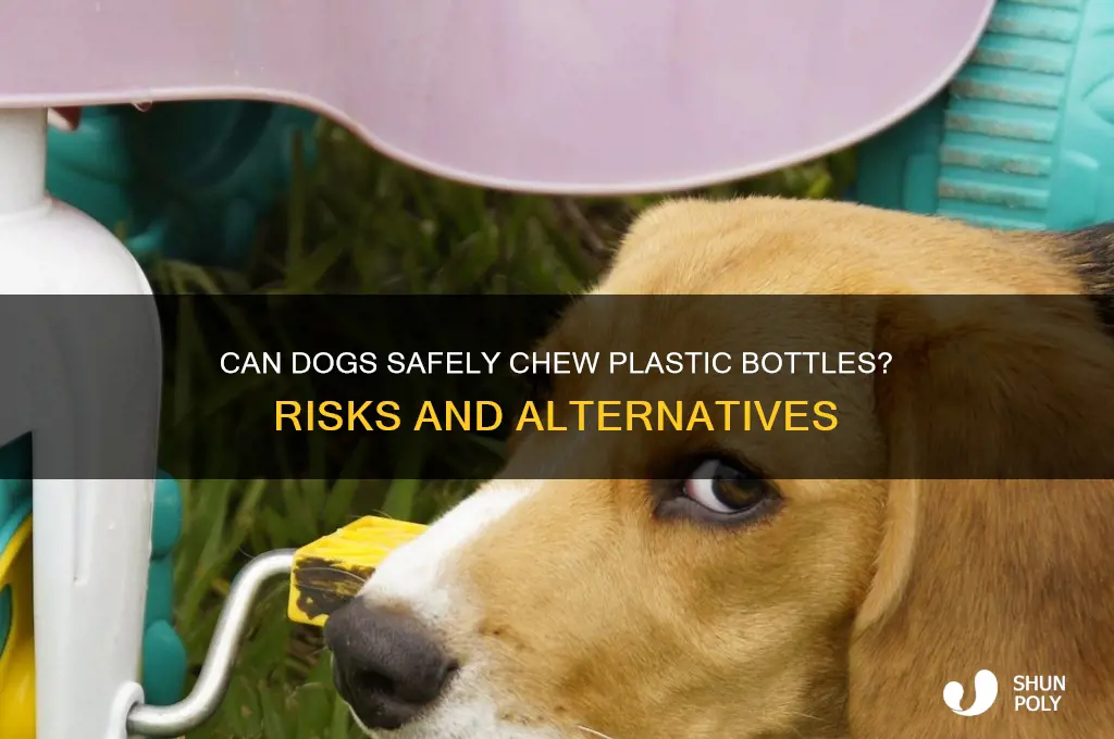 can i give my dog a plastic bottle