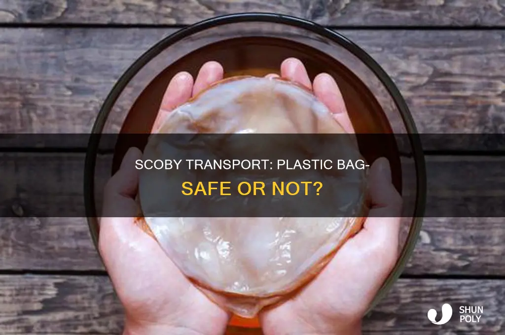 can i transport scoby in plastic bag