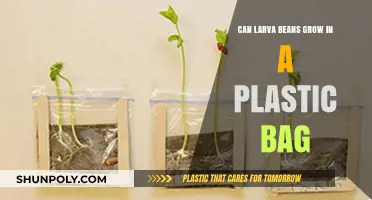Larva Beans: Plastic Bag Cultivation Explored