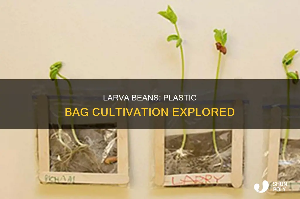 can larva beans grow in a plastic bag