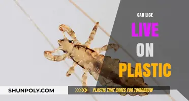 Exploring the Myths: Can Lice Really Survive on Plastic Surfaces?