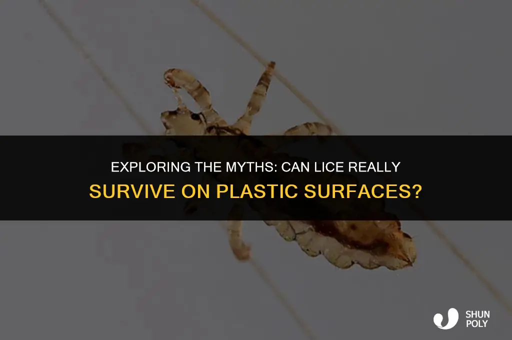 can lice live on plastic