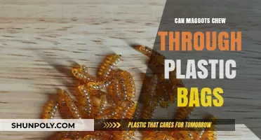 Maggots and Plastic: Can They Chew Through?