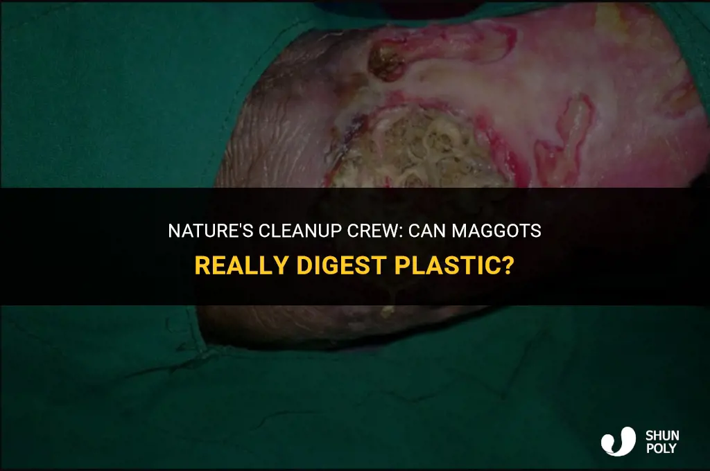 can maggots eat through plastic