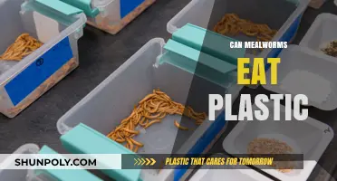 Can Mealworms Eat Plastic? Exploring Their Potential in Waste Management