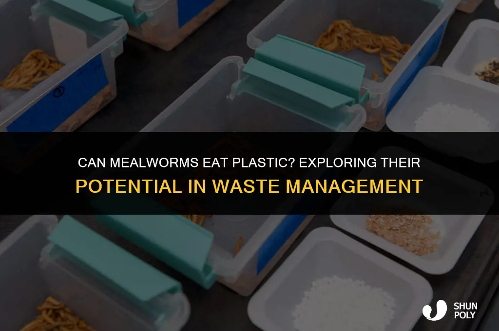 can mealworms eat plastic