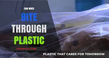 Can Mice Really Bite Through Plastic? The Surprising Truth