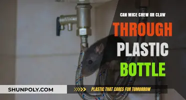 Can Mice Chew Through Plastic Bottles? Facts and Prevention Tips