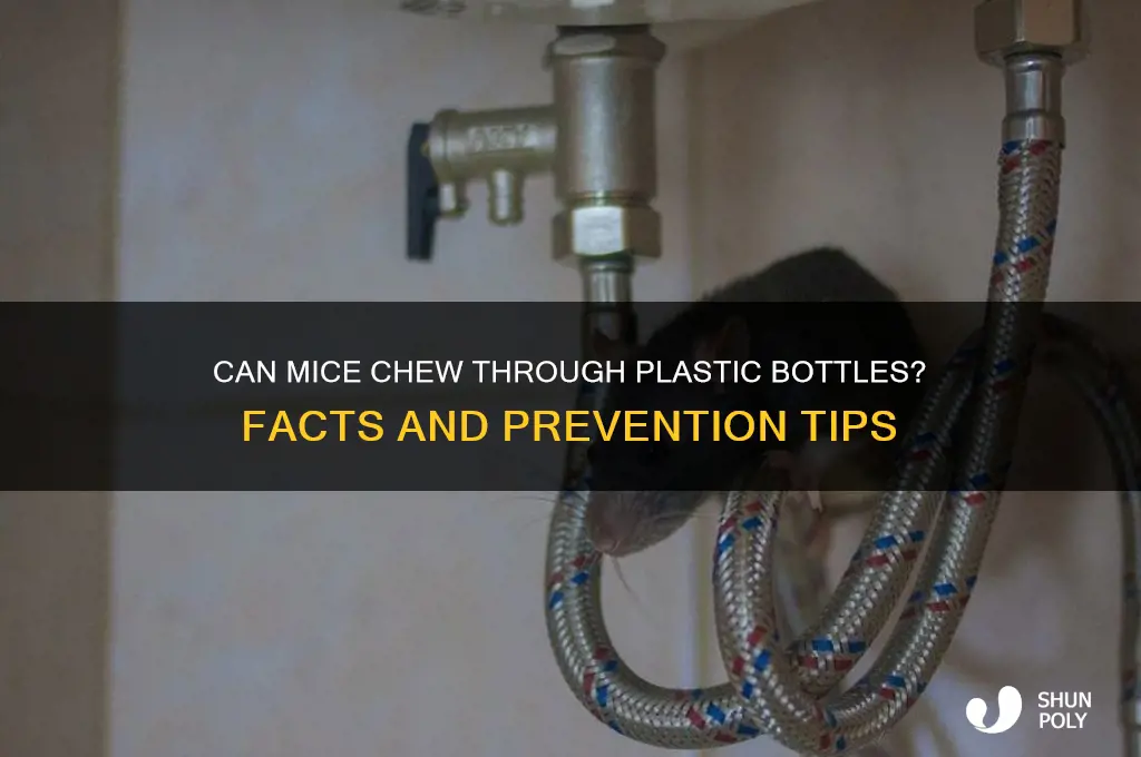 can mice chew or claw through plastic bottle