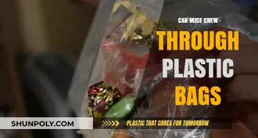Mice and Plastic Bags: A Dangerous Chew