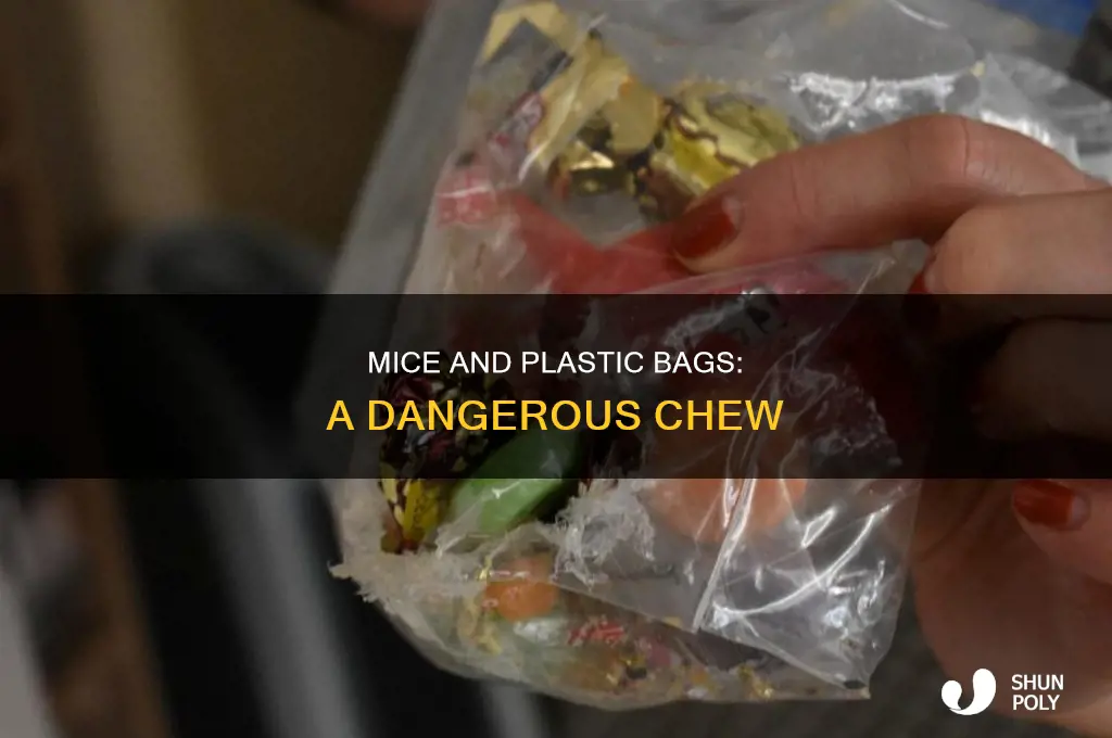can mice chew through plastic bags